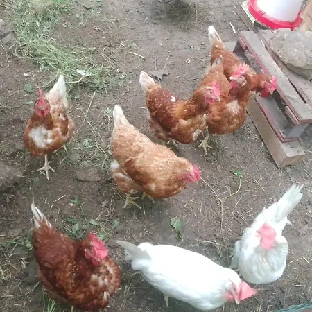 Aitzkorri ホームステイ *