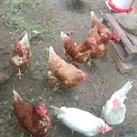 Aitzkorri Privatunterkunft *